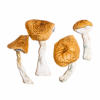 Burmese Magic Mushrooms