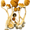 Golden Teachers Magic Mushrooms