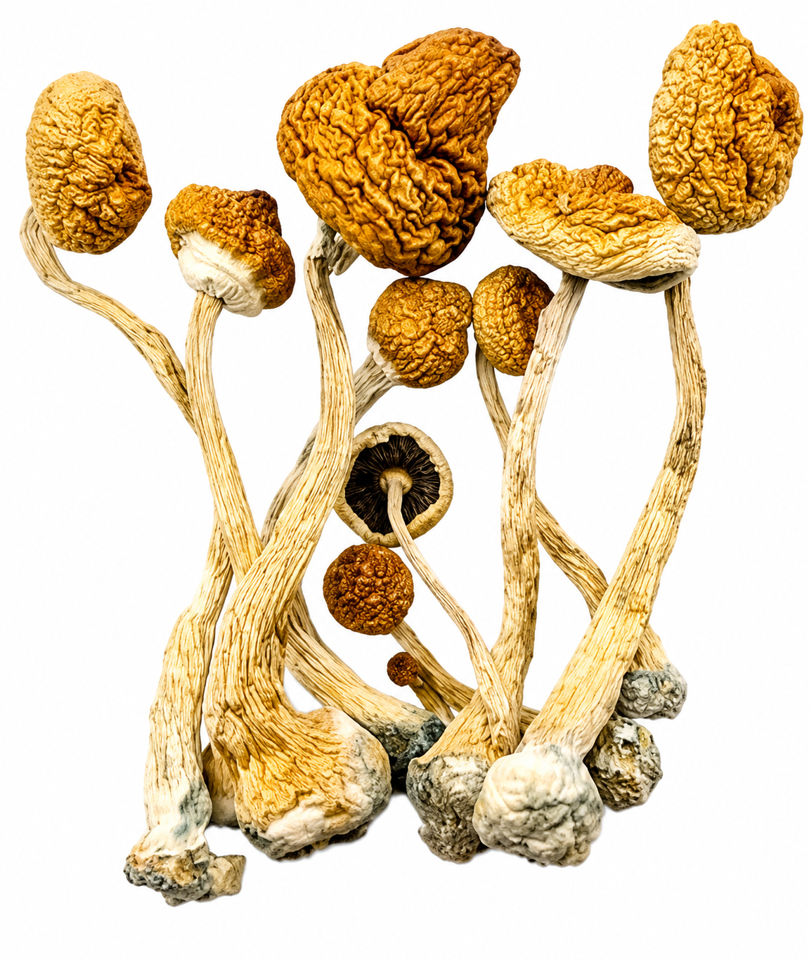Golden Teachers Magic Mushrooms